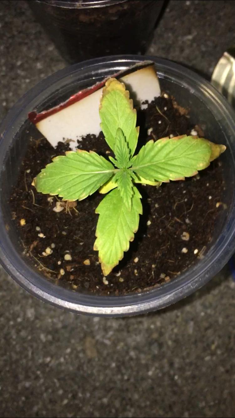 I need help very fast leaves turning yellow