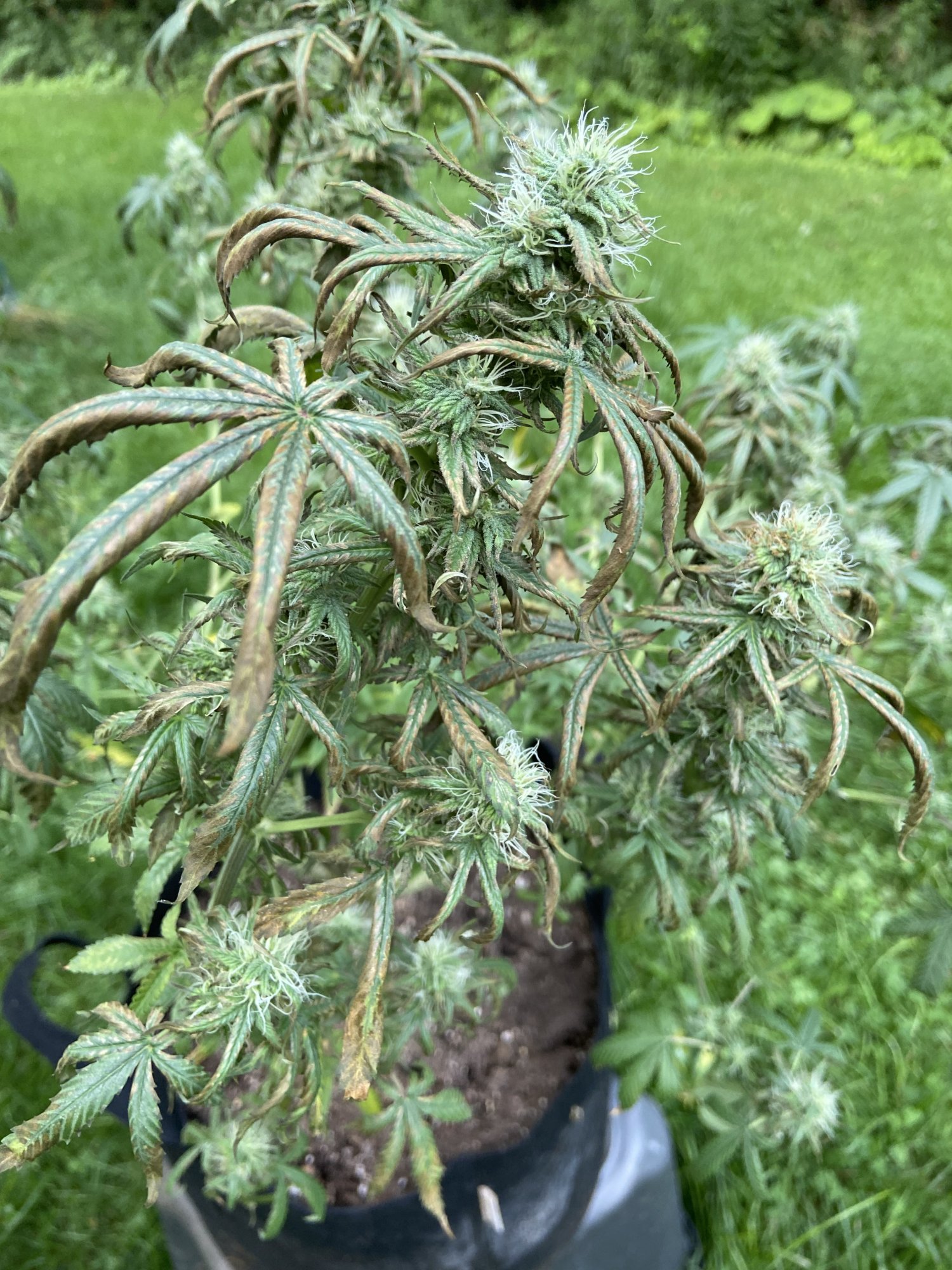 I need help with  my sour diesel 2