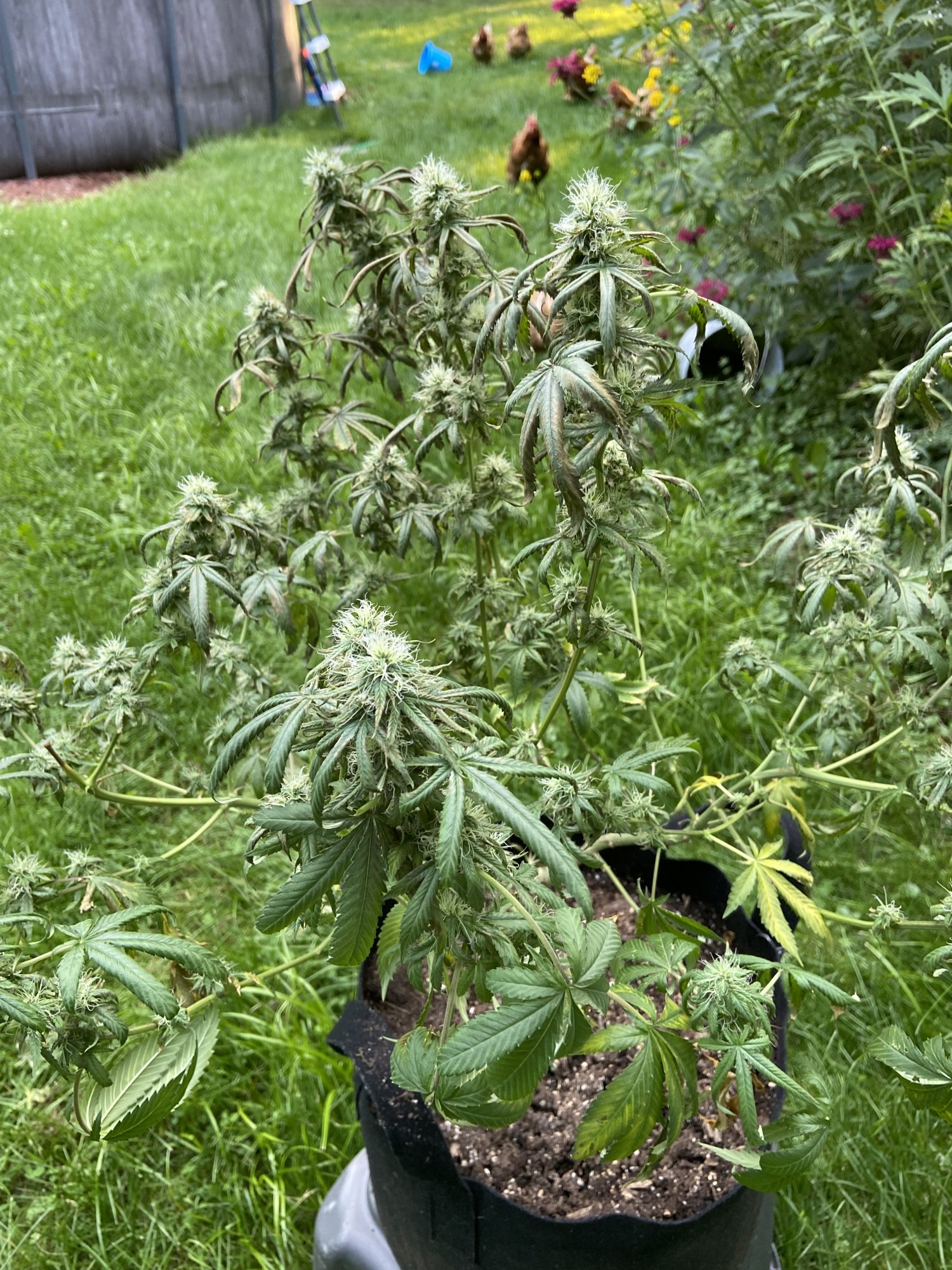 I need help with  my sour diesel 3