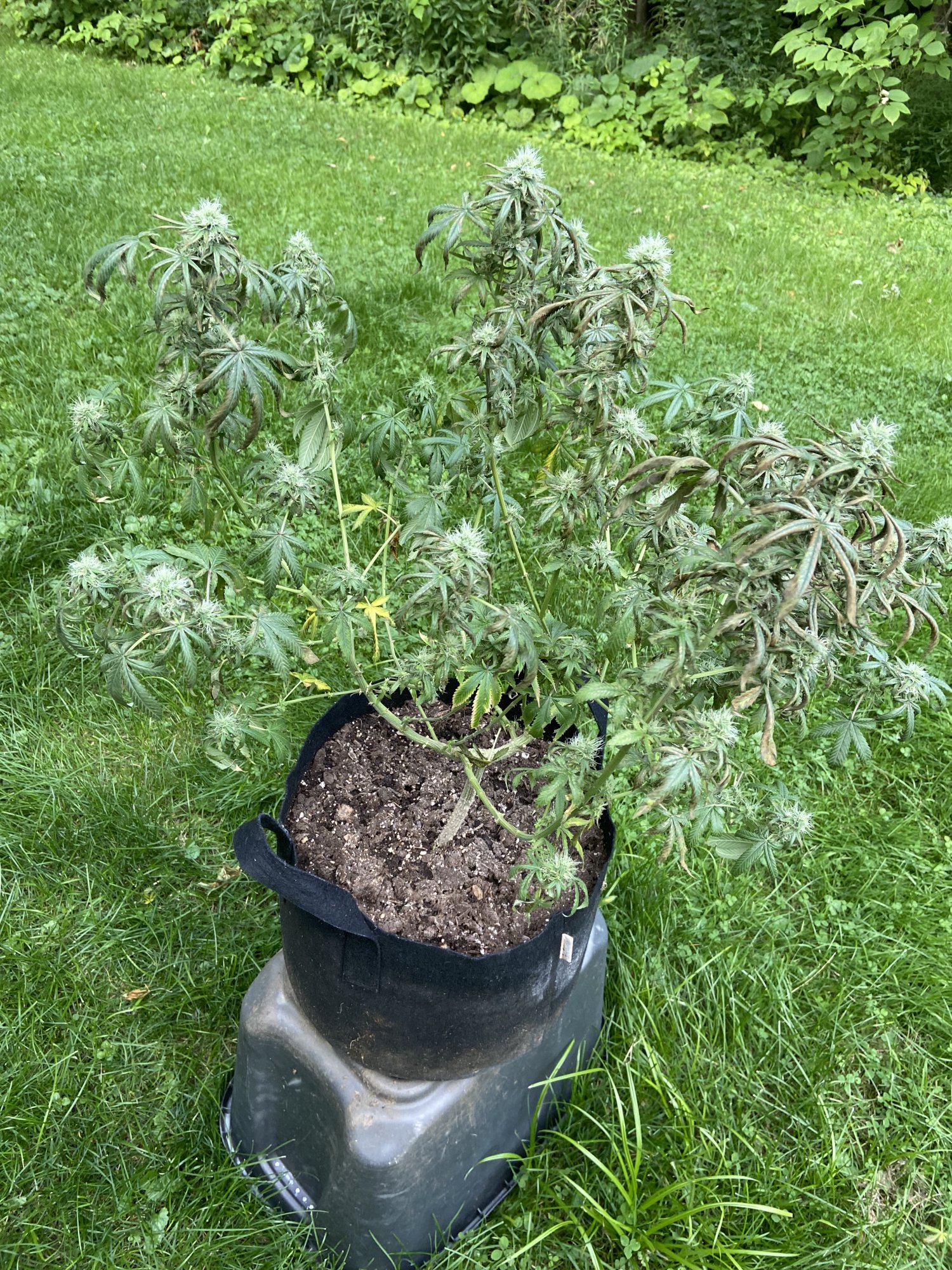 I need help with  my sour diesel
