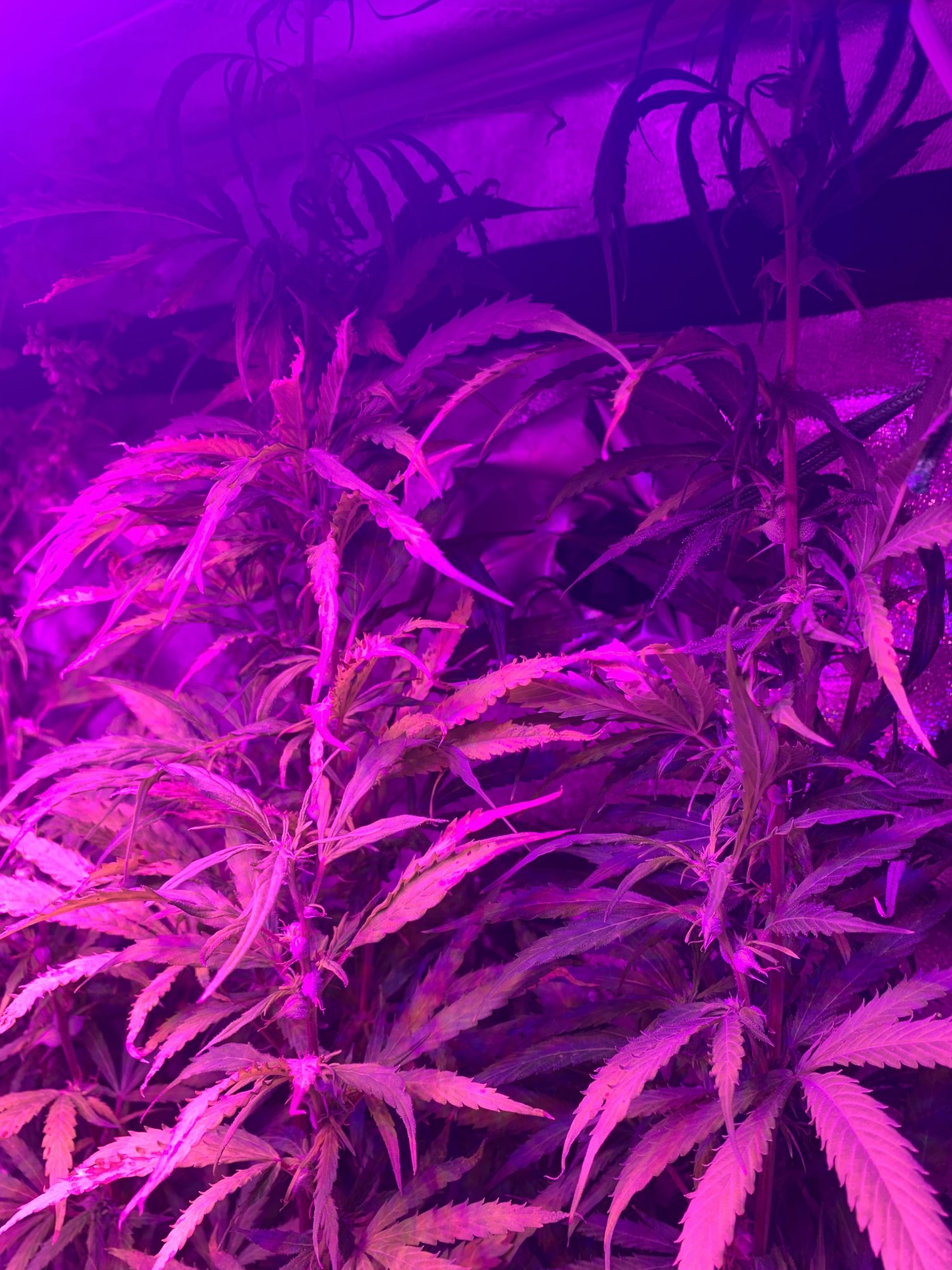 I need real help with breeding autoflower i need more information as well 10