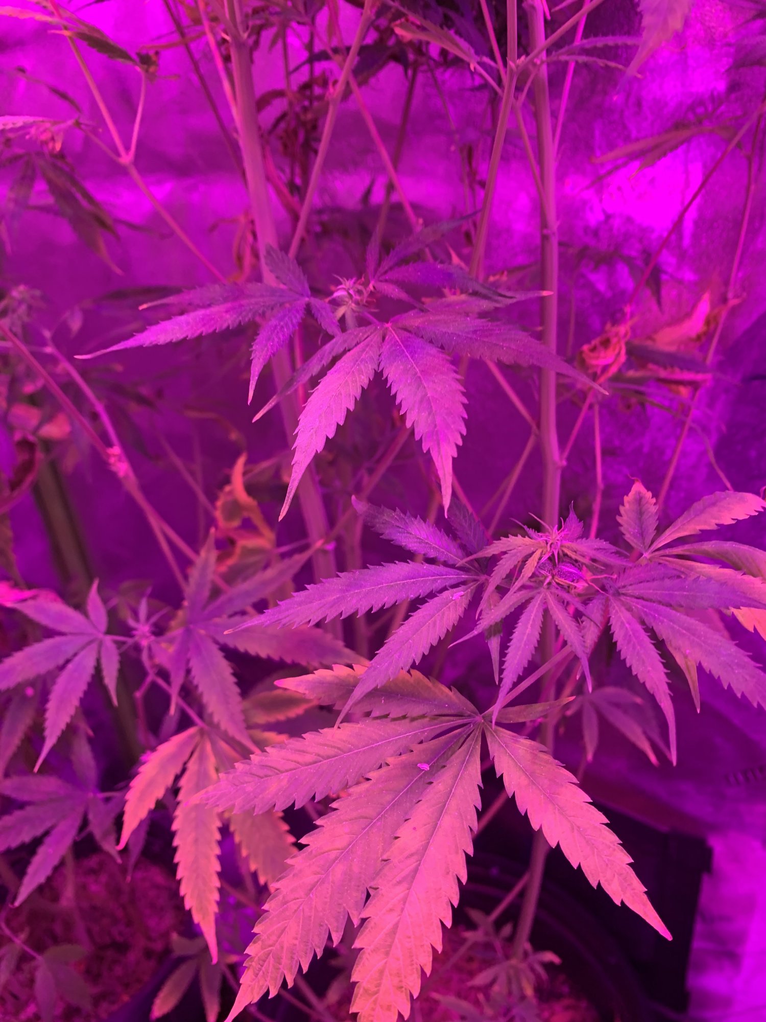 I need real help with breeding autoflower i need more information as well 11