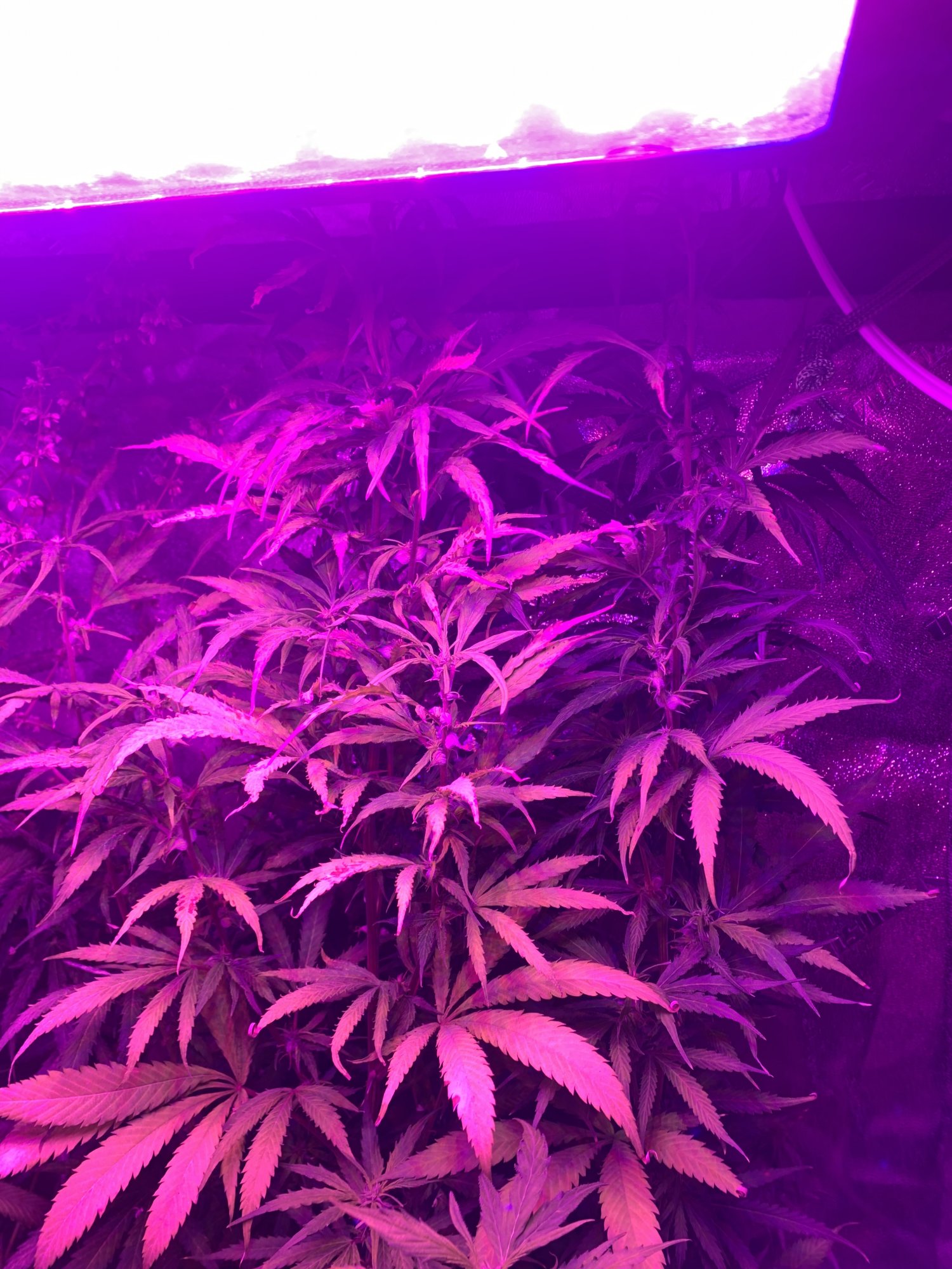 I need real help with breeding autoflower i need more information as well 2