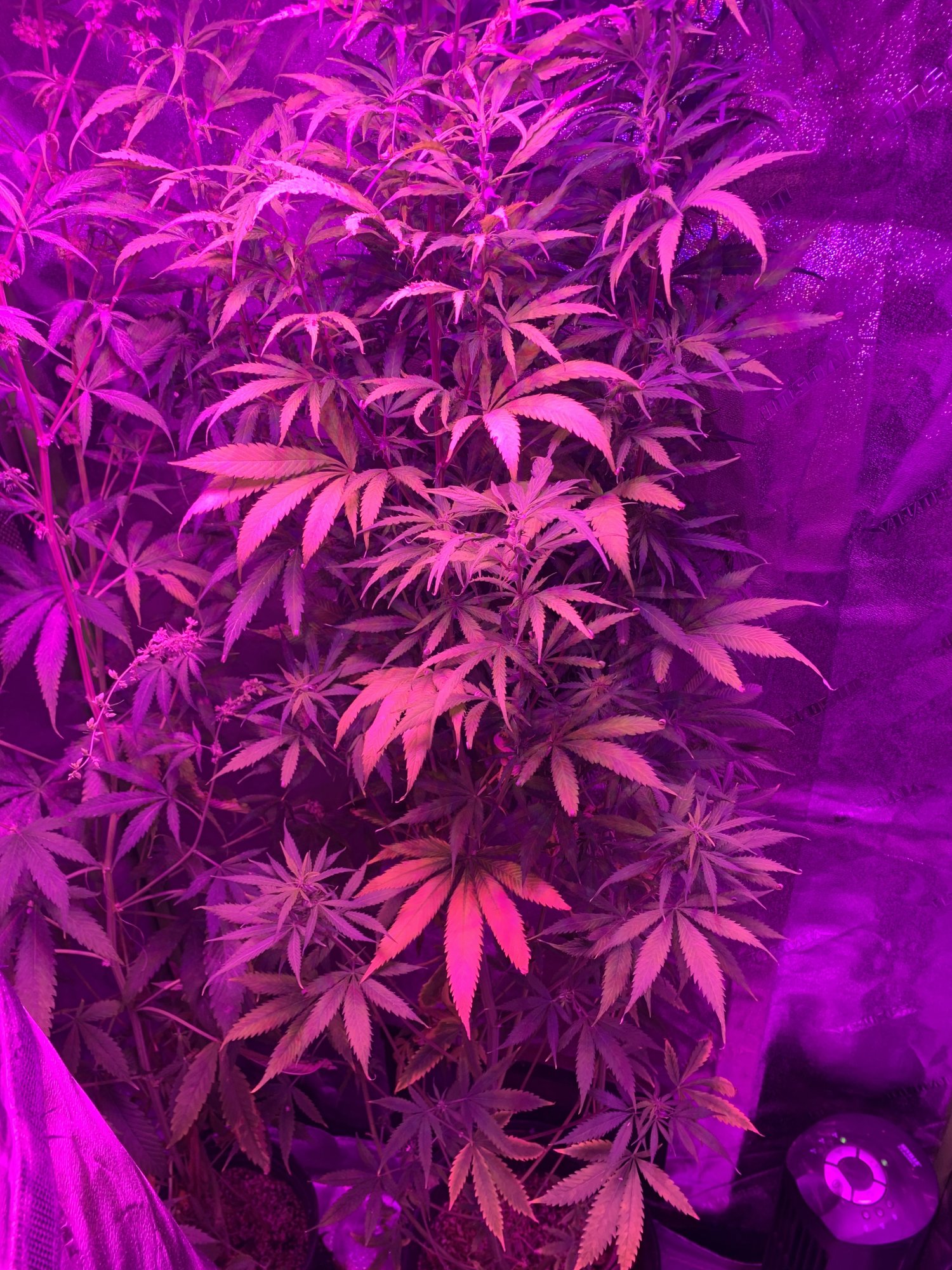 I need real help with breeding autoflower i need more information as well 3