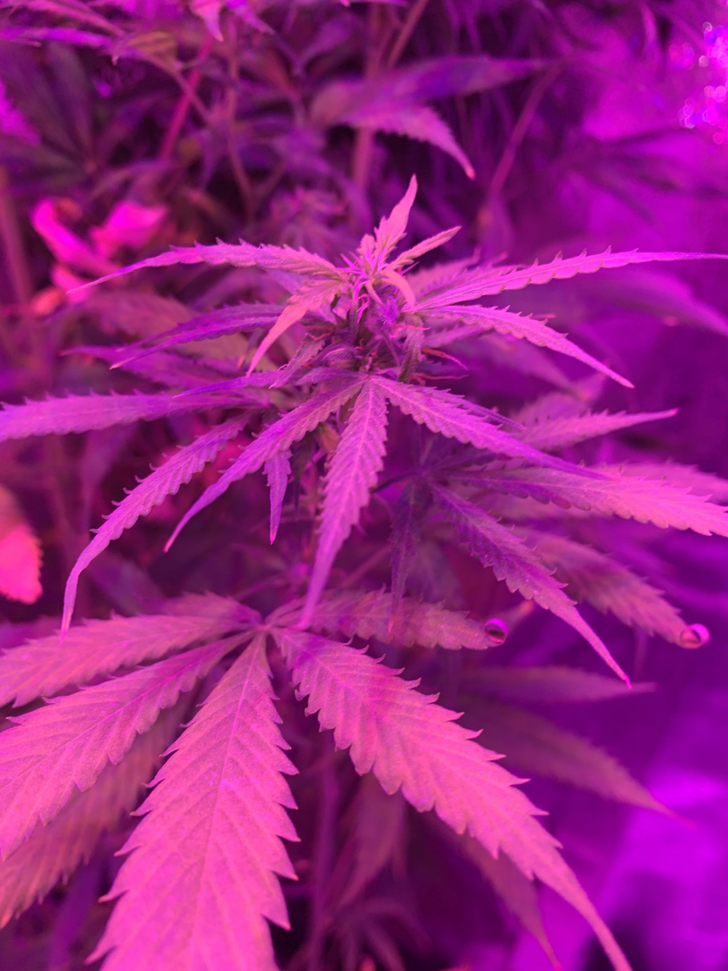 I need real help with breeding autoflower i need more information as well 5