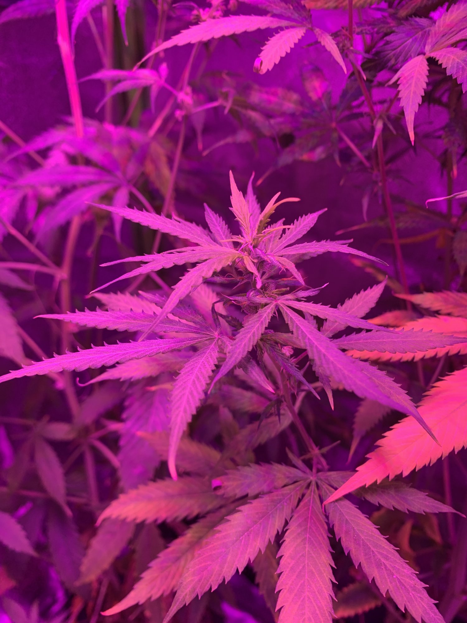I need real help with breeding autoflower i need more information as well 7