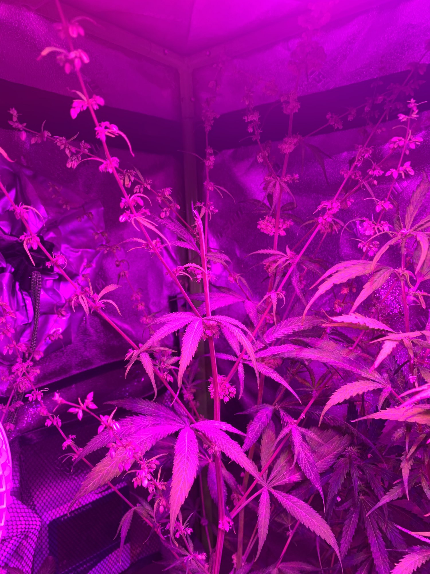 I need real help with breeding autoflower i need more information as well