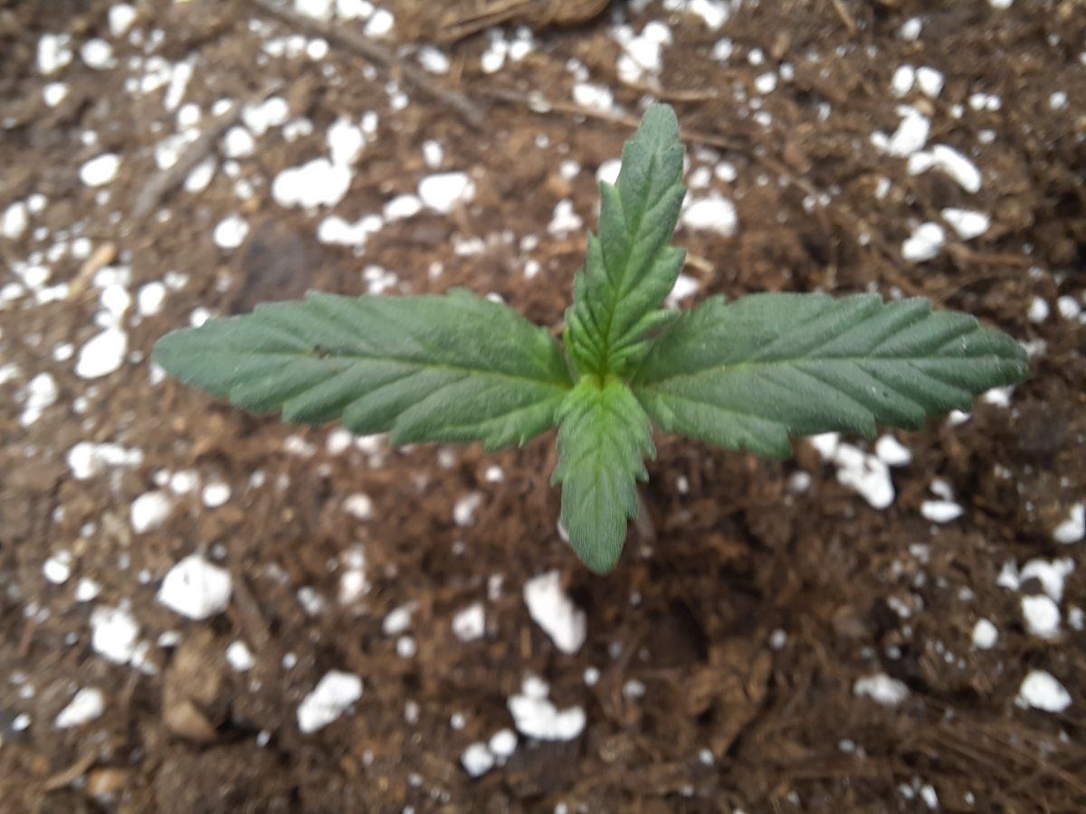 I need your expert opinion xd 1st time grower 2