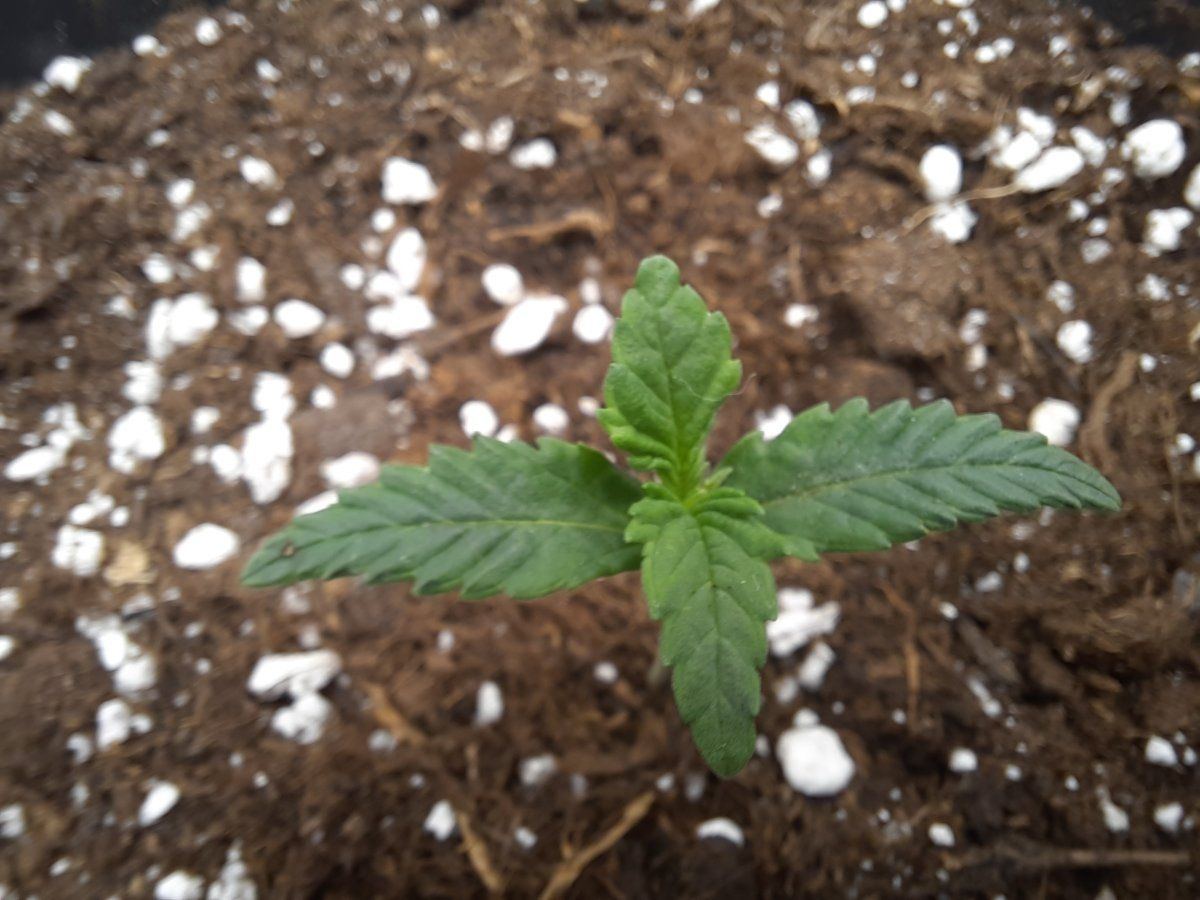 I need your expert opinion xd 1st time grower 3