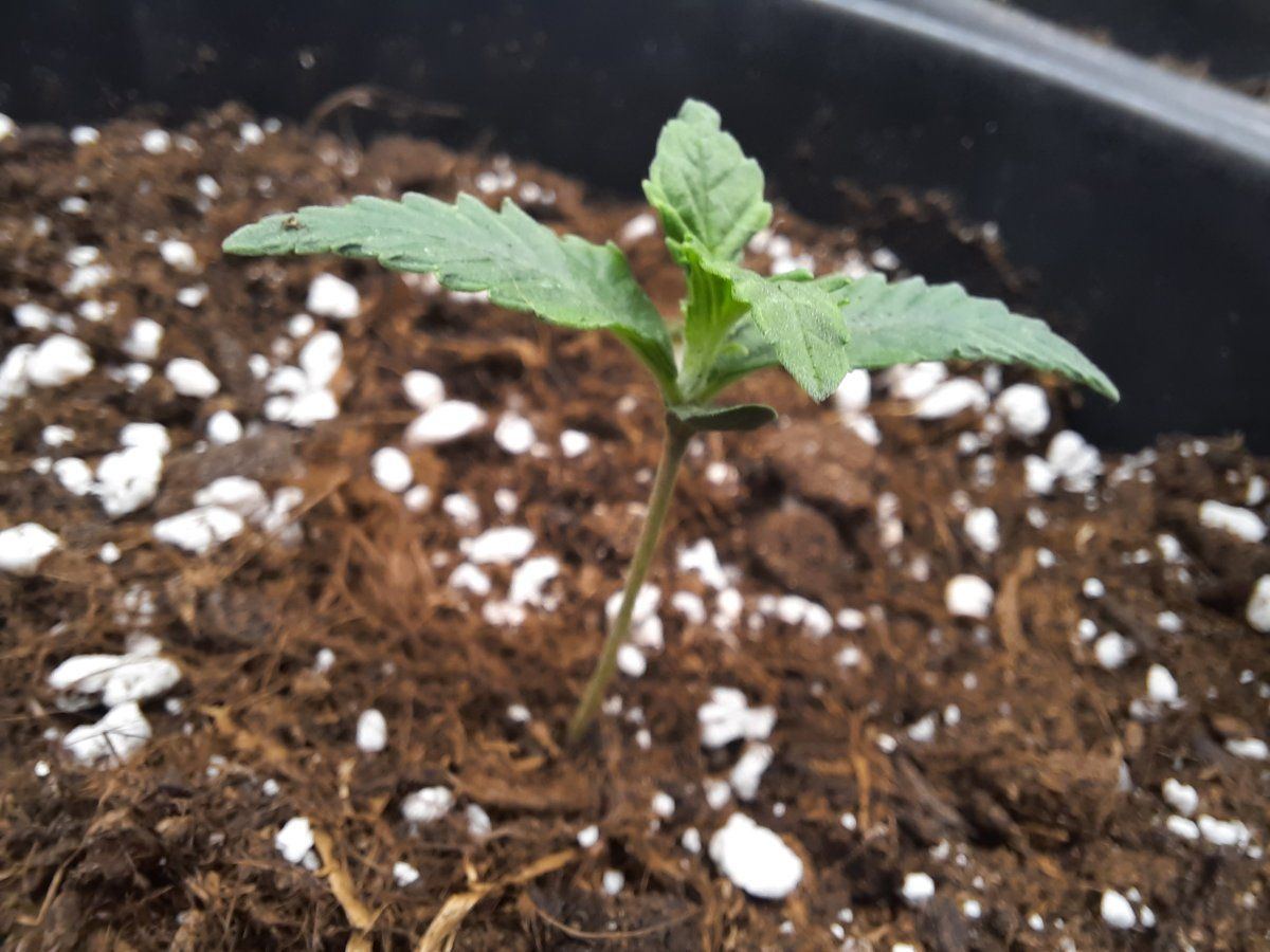 I need your expert opinion xd 1st time grower 4