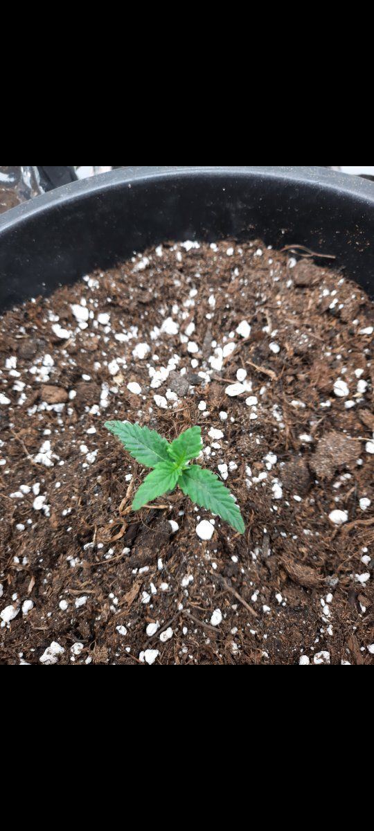 I need your expert opinion xd 1st time grower 5
