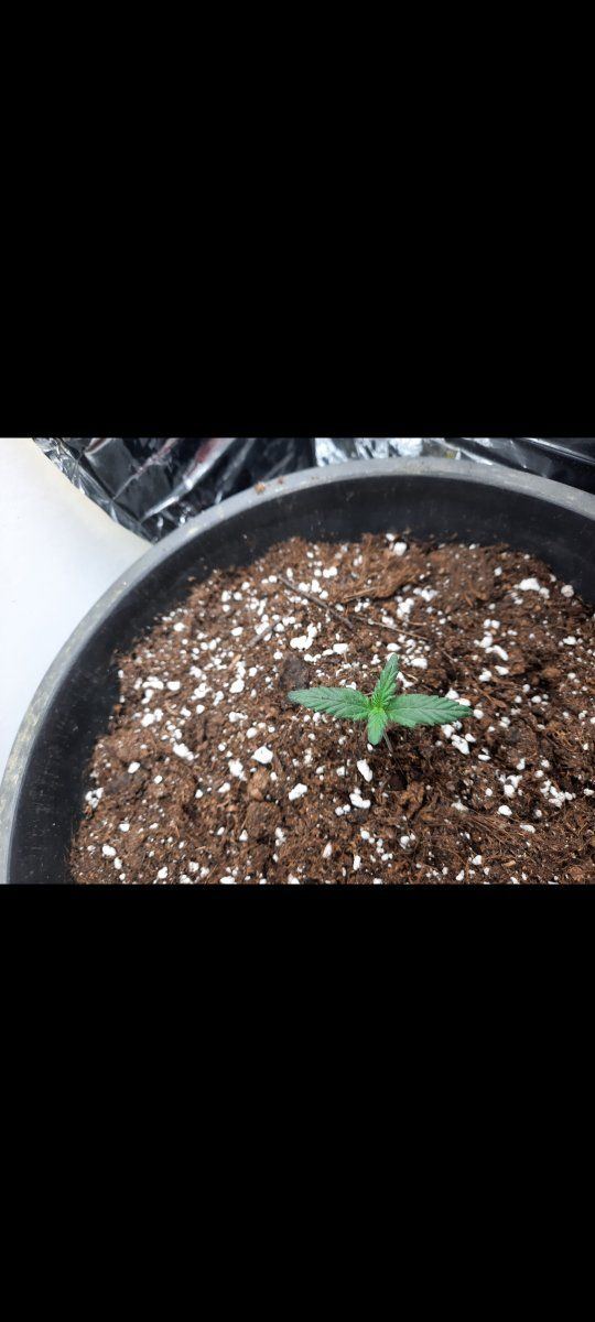 I need your expert opinion xd 1st time grower 6