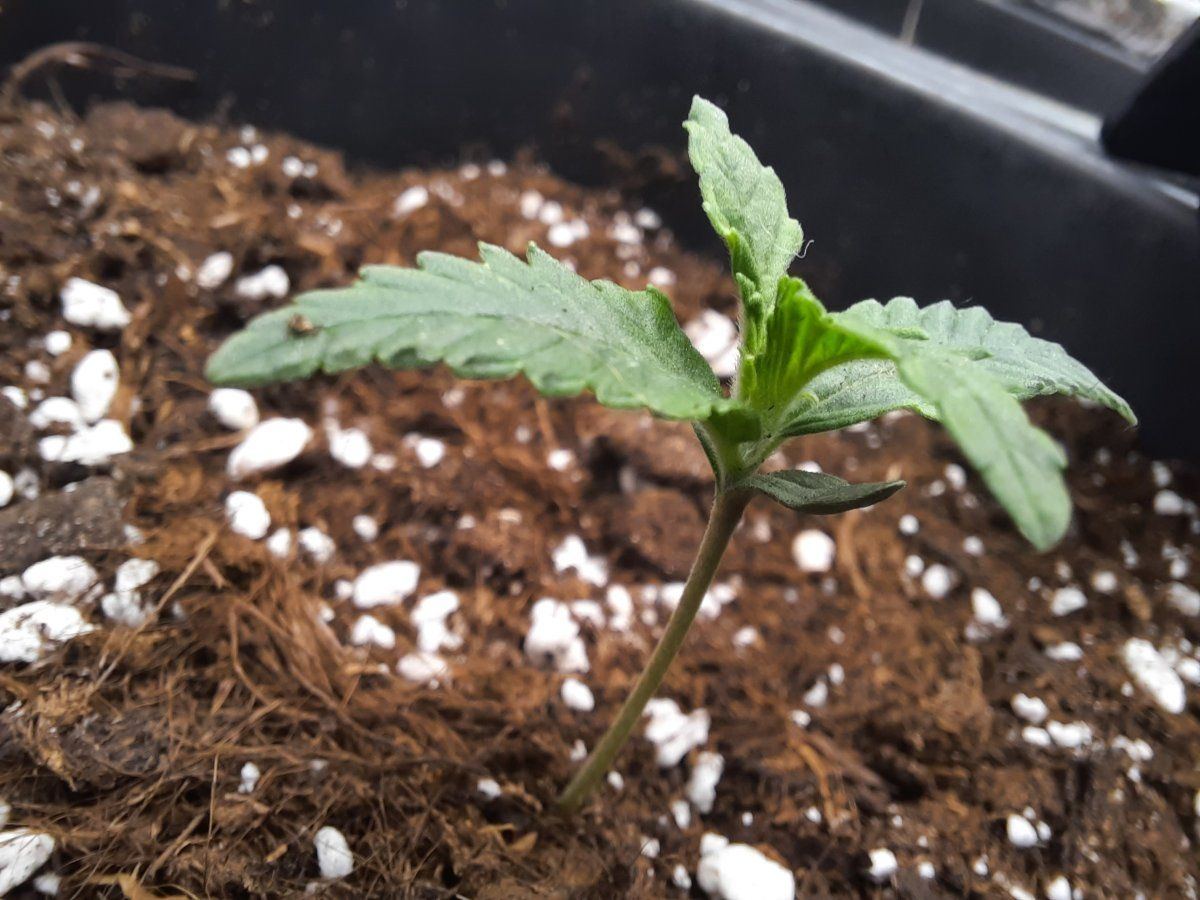I need your expert opinion xd 1st time grower