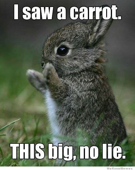 I saw a carrot this big no lie bunny meme