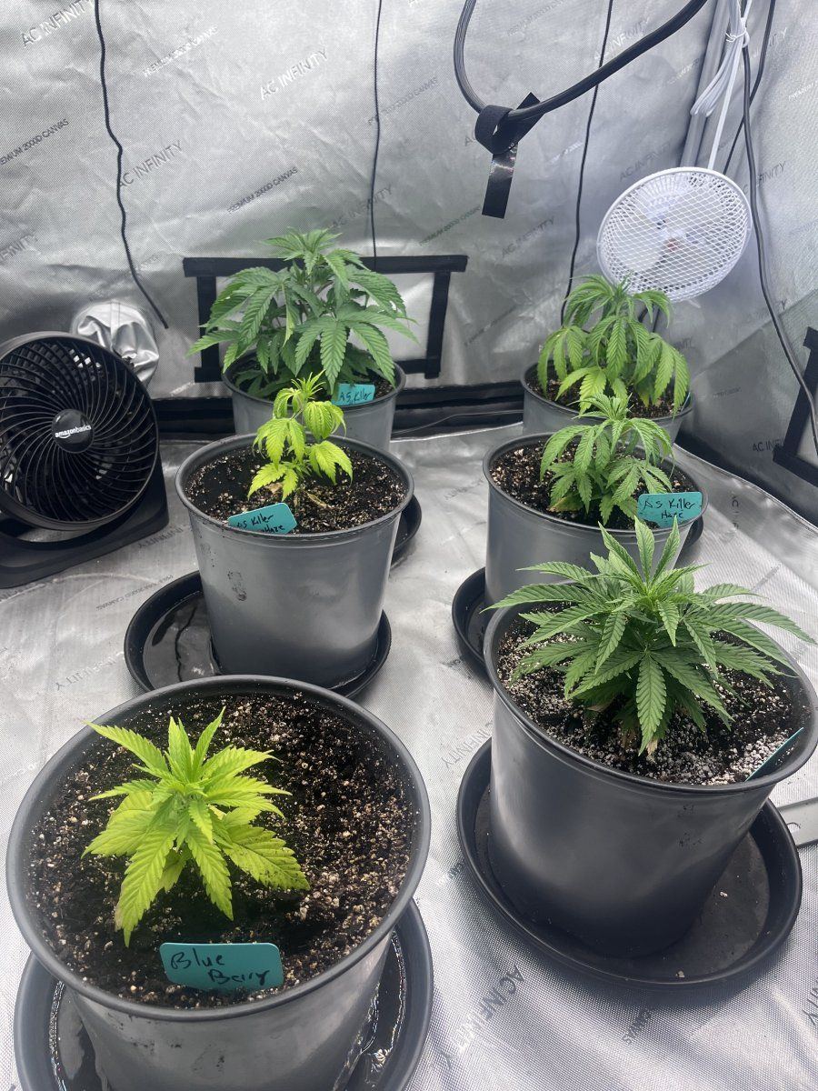 I think im over watering what do you think