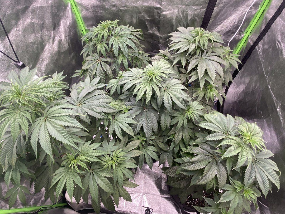 I think I've got too much light? - THCFarmer