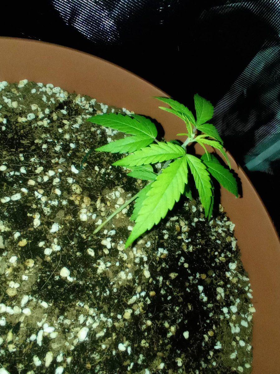 I think something going wrong with the grow 3
