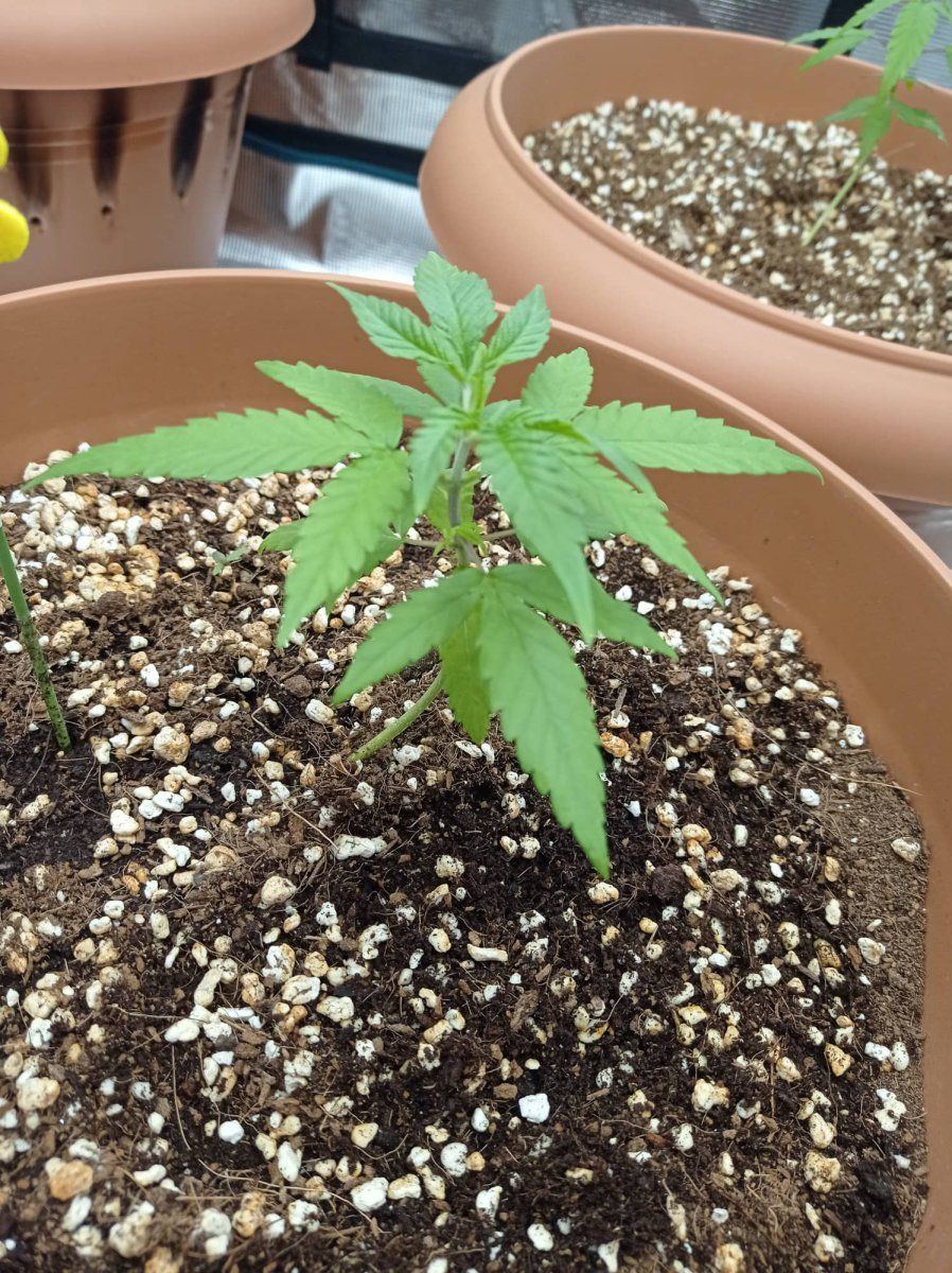I think something going wrong with the grow 4