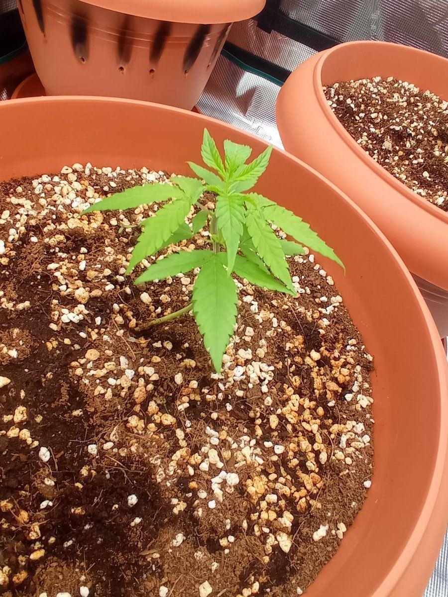 I think something going wrong with the grow 5