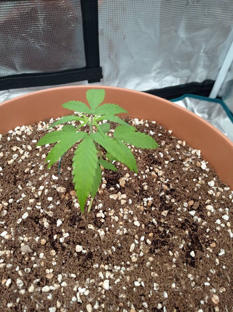 I think something going wrong with the grow
