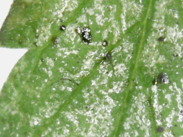 I thought at first this was spider mites but no movement or webs 3