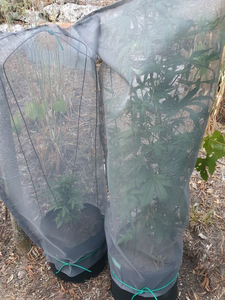 I used mosquito nets to protect my plants