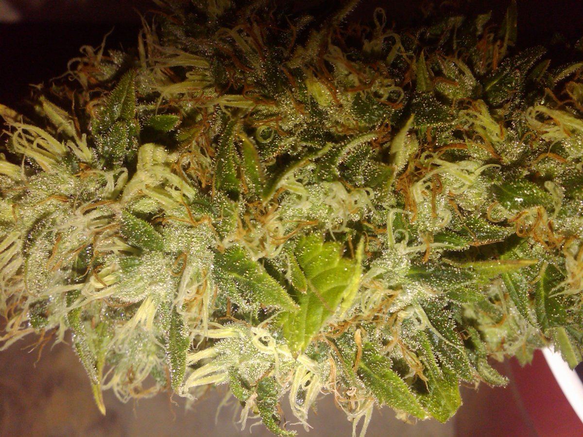 I wish you all could smell thistester bud from my shoreline bagseed mommy 2