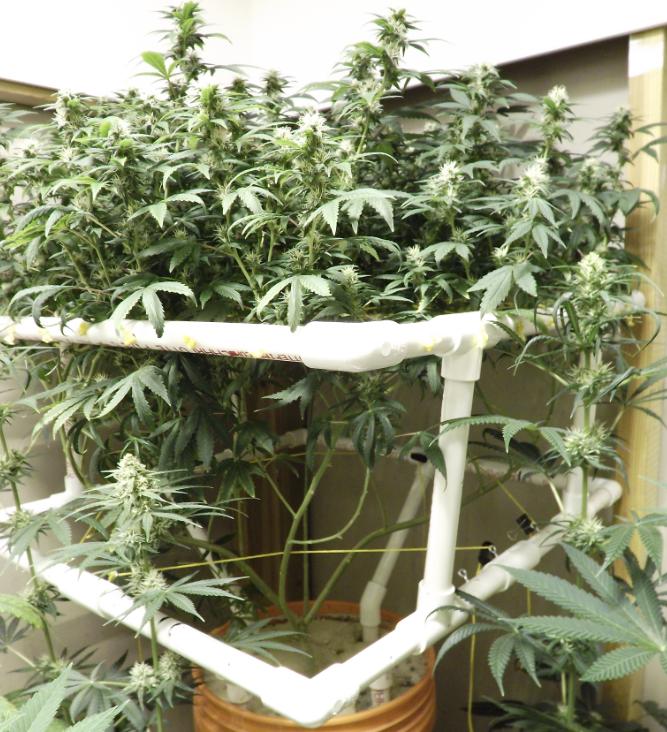 Ibg flower 00
