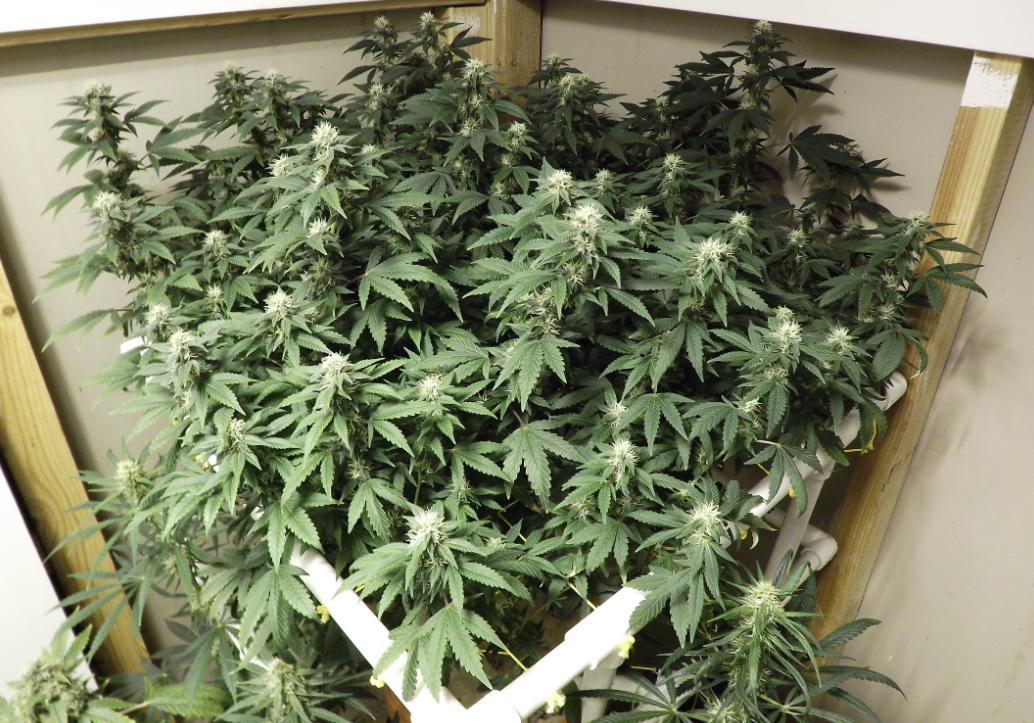 Ibg flower 01