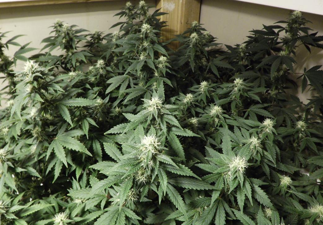 Ibg flower 02