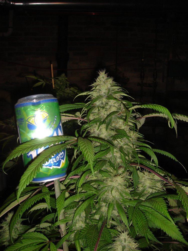 IBUB COLA