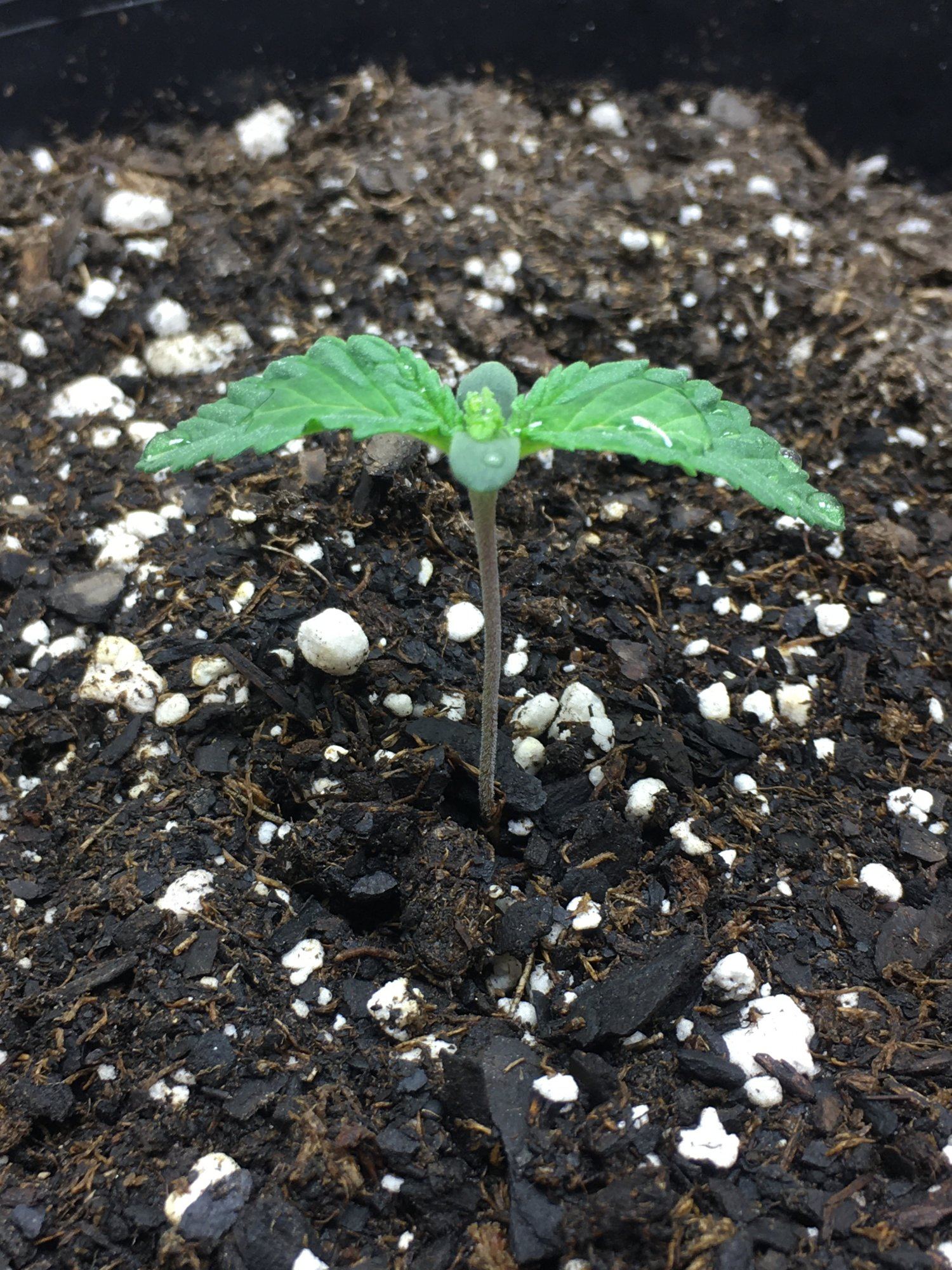 Ice cream man bagseed 2
