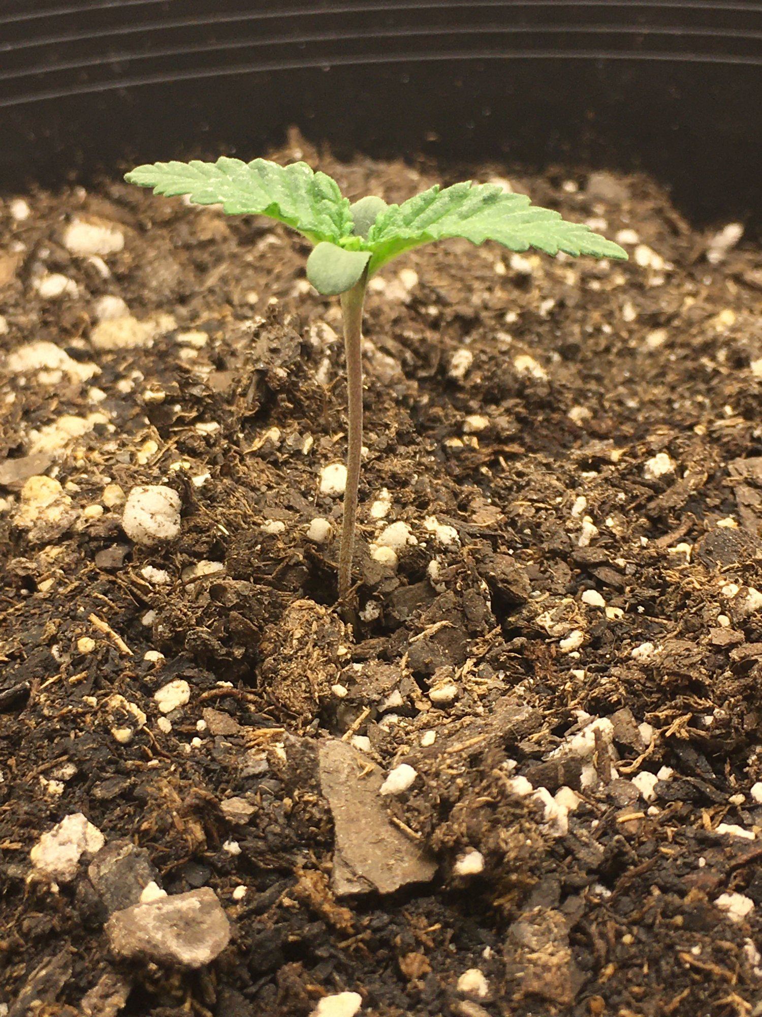 Ice cream man bagseed