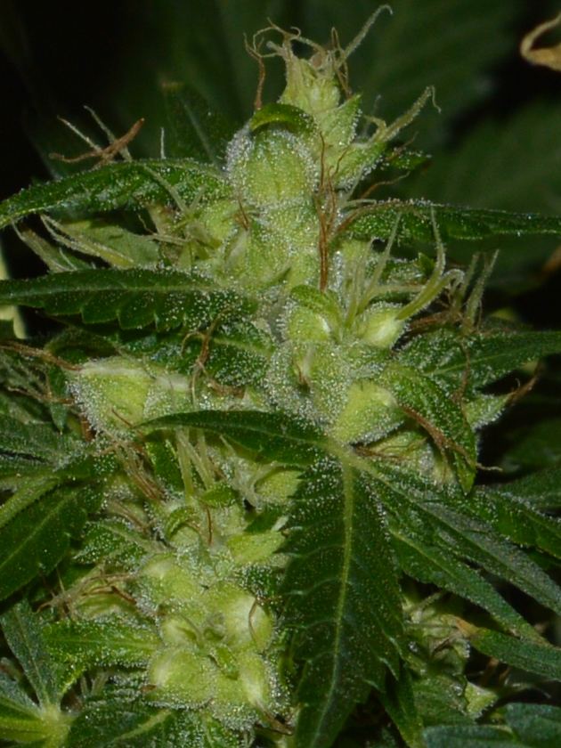 Ice12