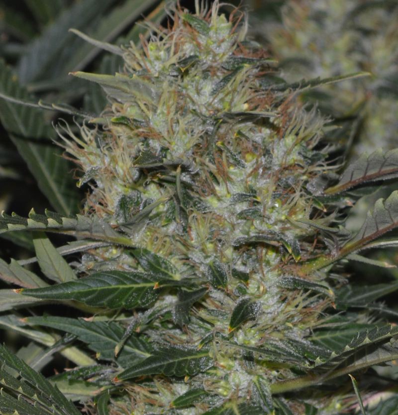 ICE13