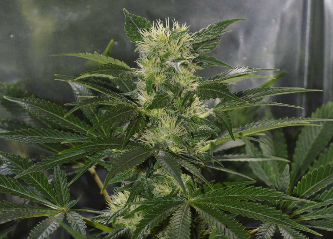 Icepheno