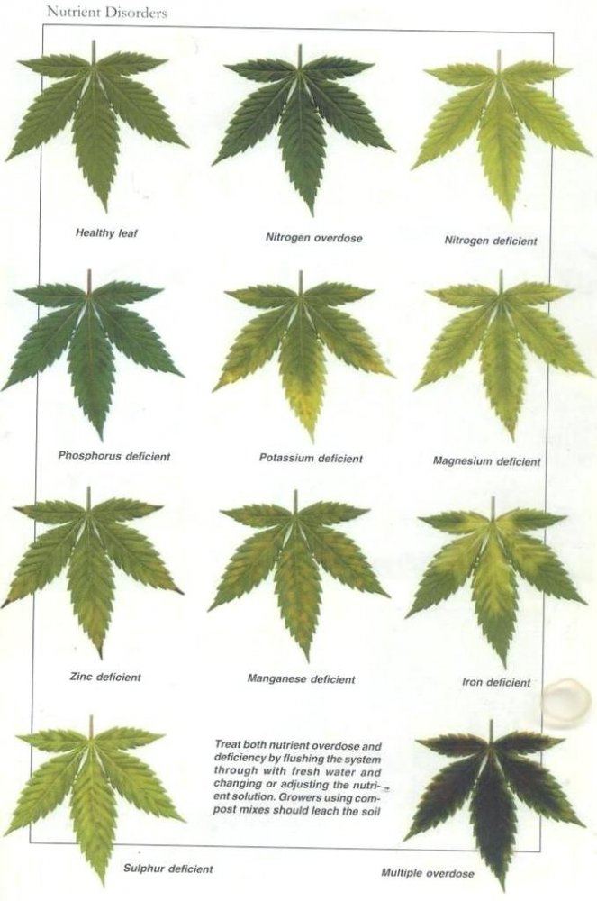 Ideen of cannabis deficiency chart 4
