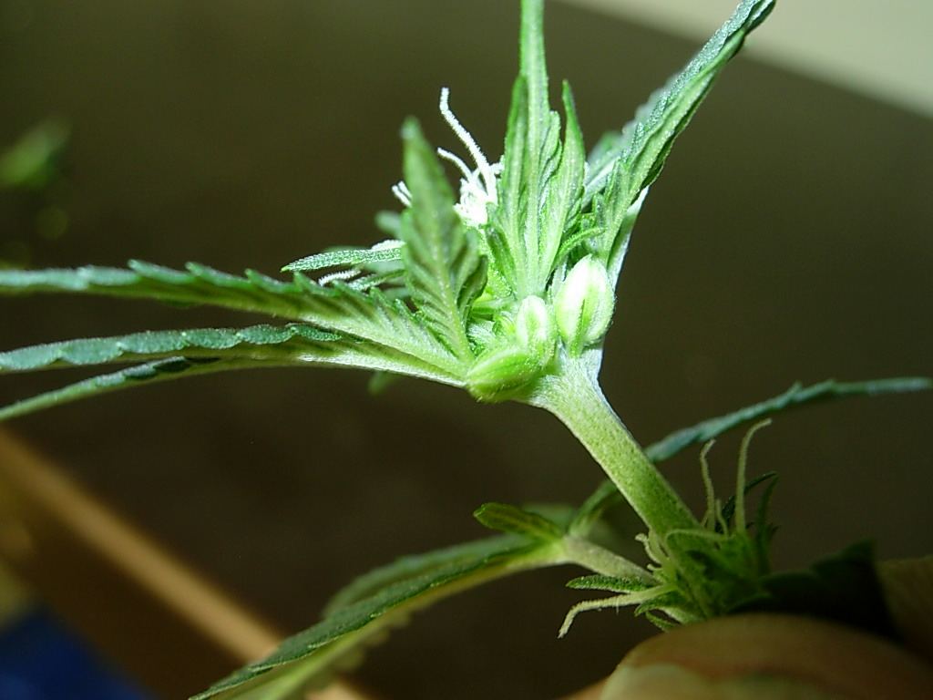 Identify correctly and win a nice prize 3