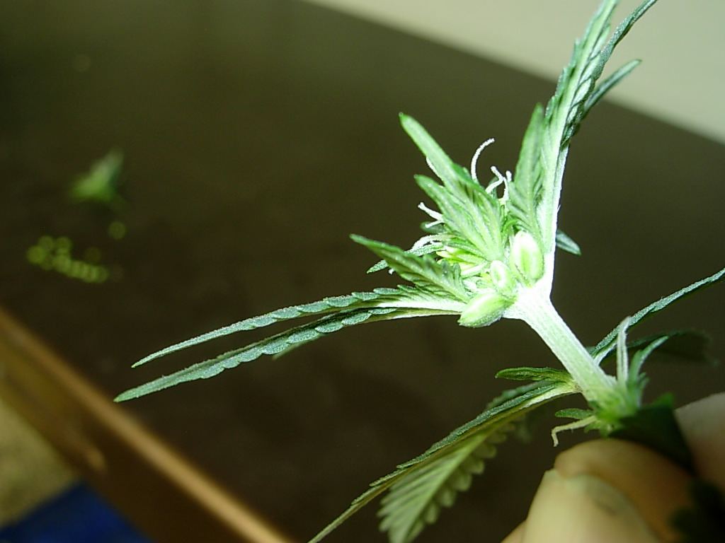 Identify correctly and win a nice prize 4
