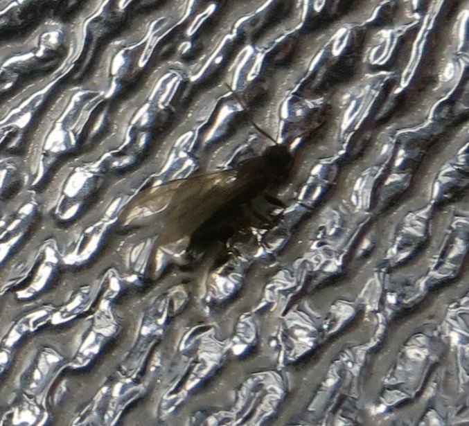 Identify this bug