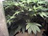 Identify this strain 2