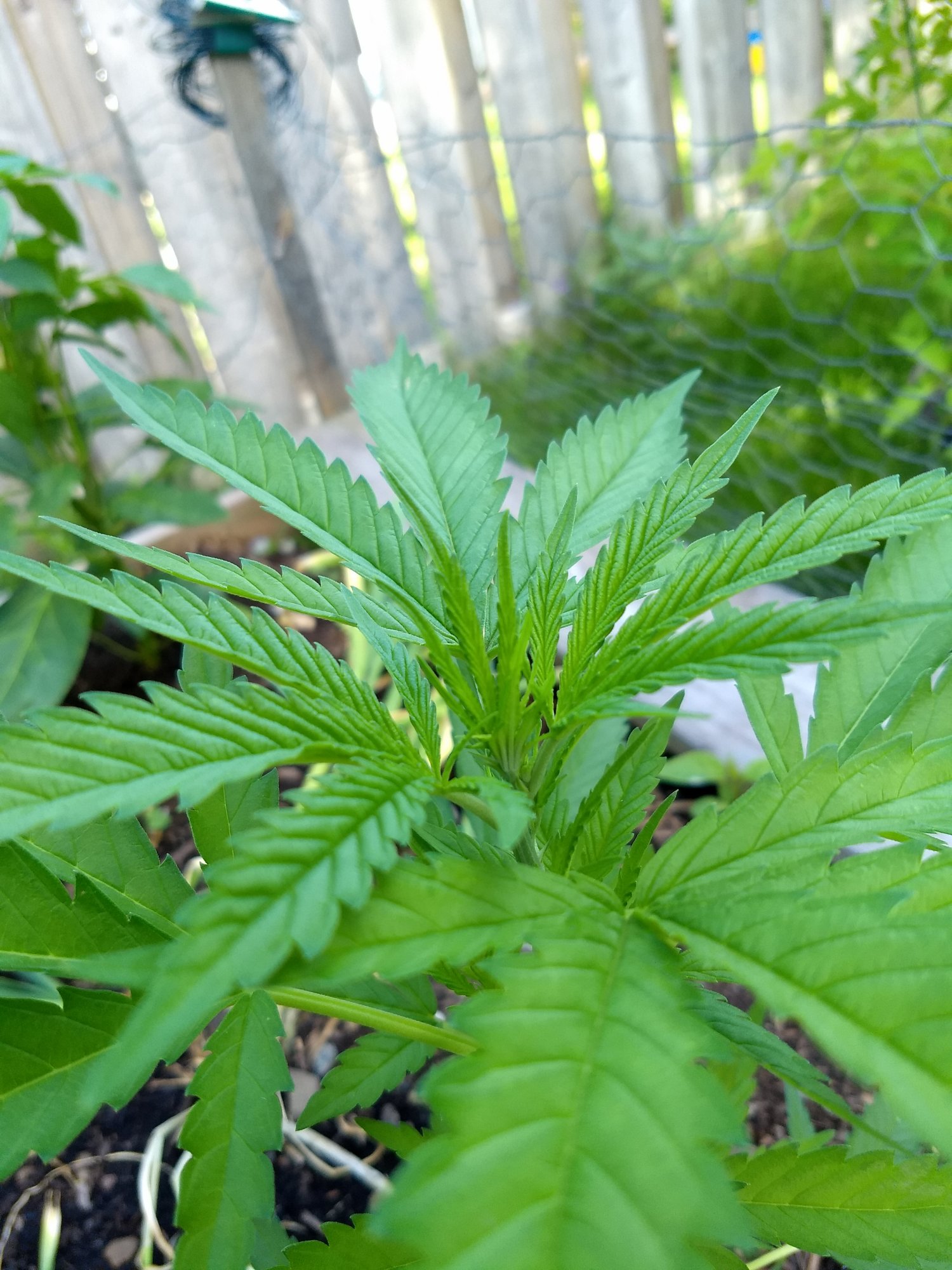Identify this strain 3