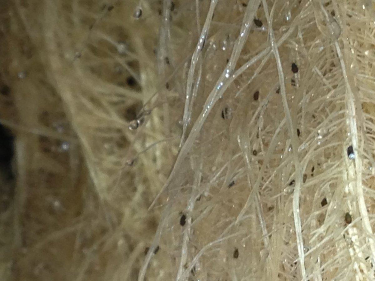 Identifying bugs on roots take a look 2