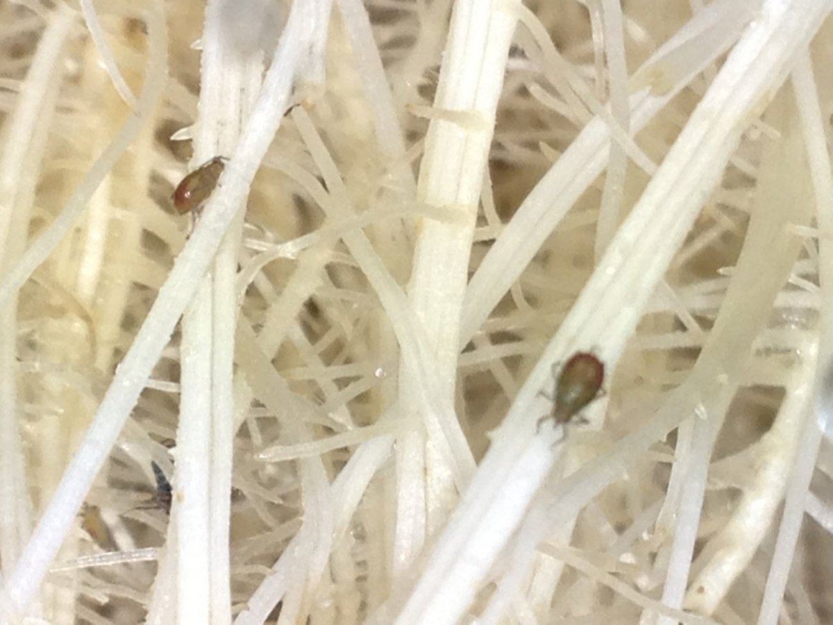 Identifying bugs on roots take a look
