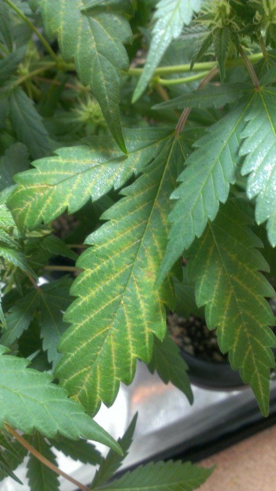 Identifying problems with leaf discoloration 2