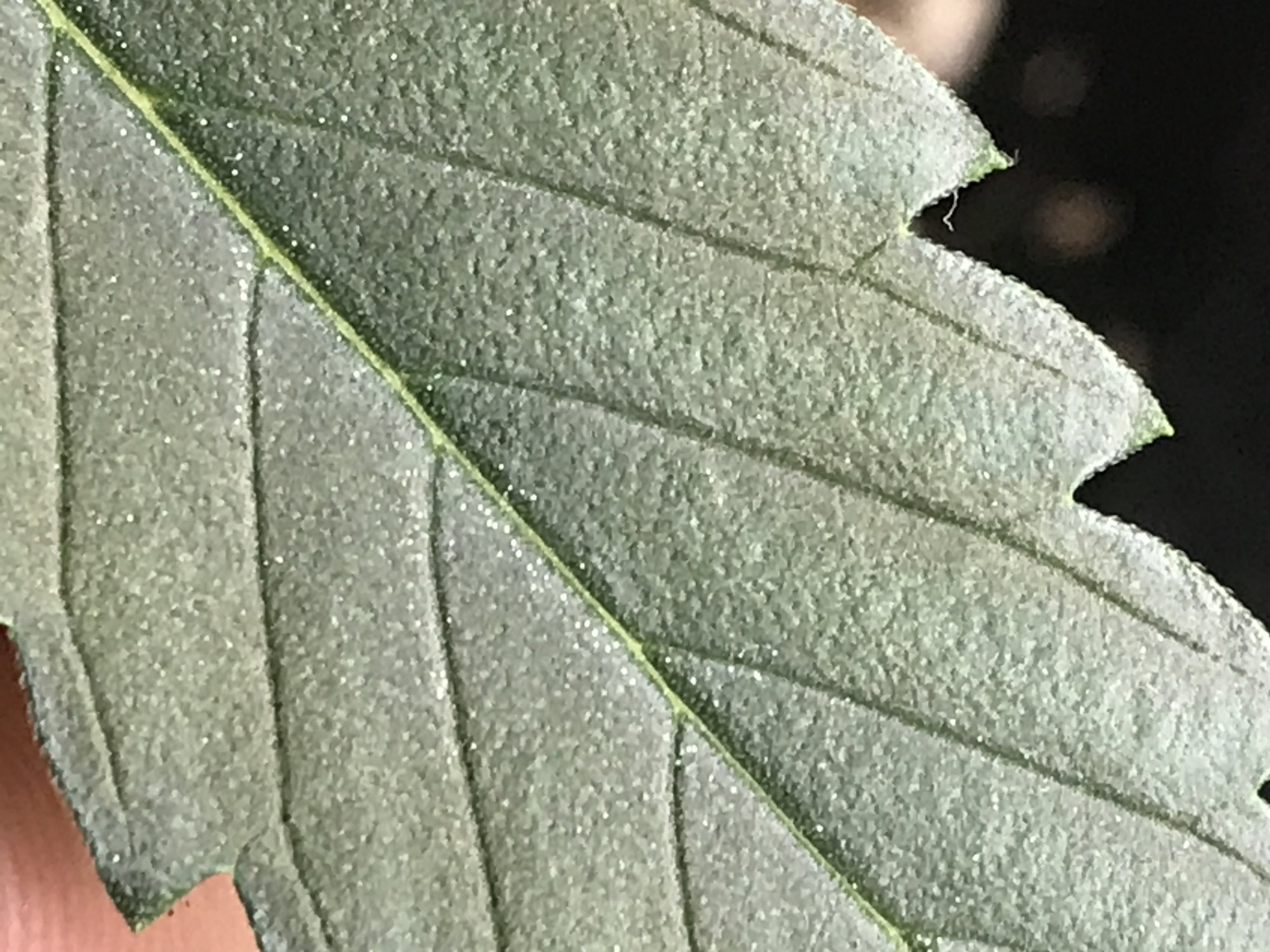 Identifying small white dots on cannabis leaves 2