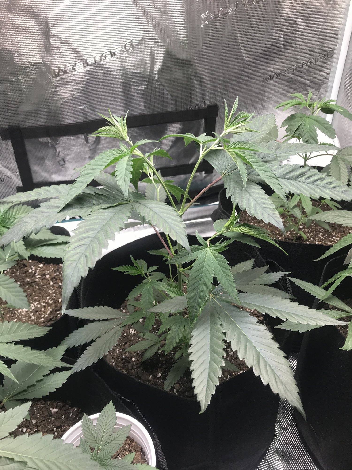 Identifying small white dots on cannabis leaves 3