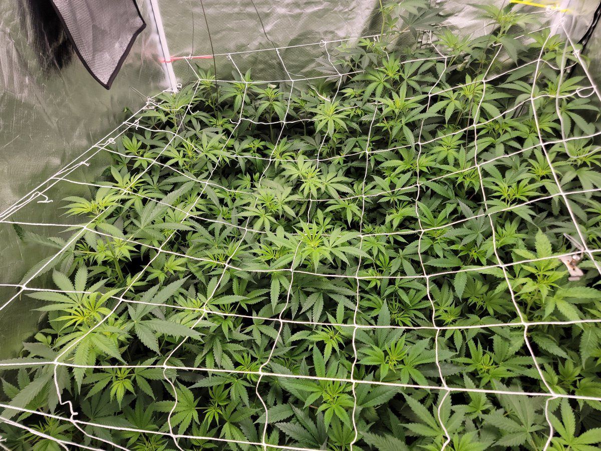 If your a first time grower some tips