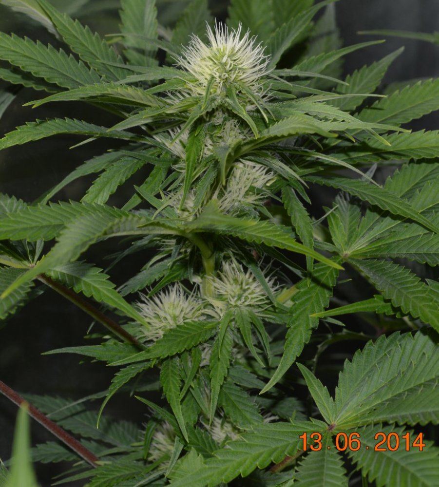 IH1 flower