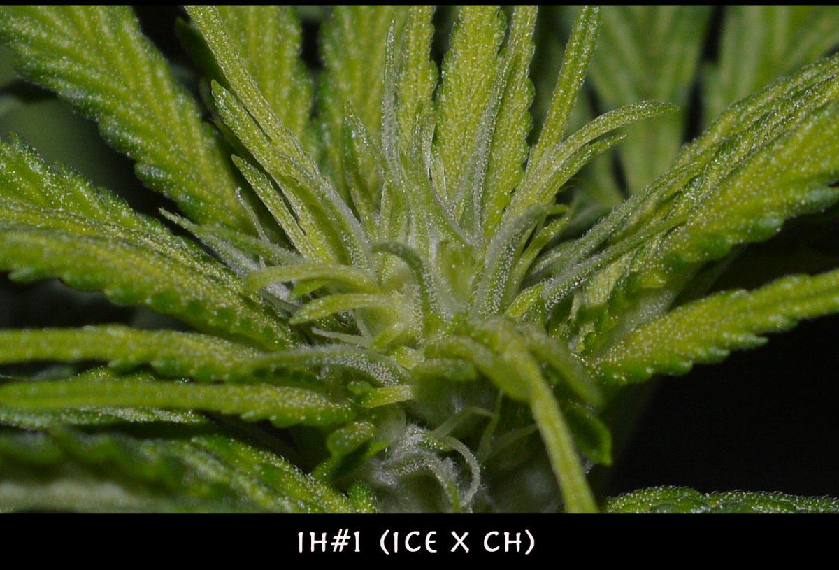 IH1 flowerstart cu